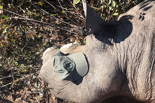 Dehorned rhino-article